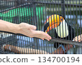 餵巨嘴鳥 134700194