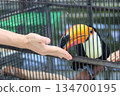 餵巨嘴鳥 134700195