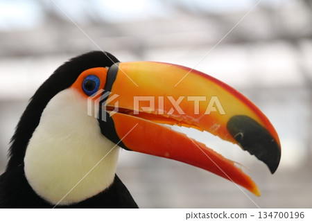 Toucan profile Toucan profile 134700196