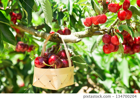 still life of cherries in wicker basket in garden 134700204