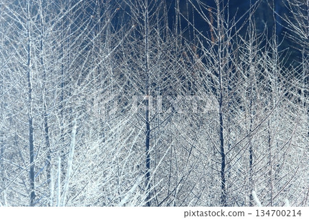 白霜森林，寒冷的早晨，銀色的森林 134700214