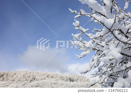 Blue sky and frost on trees, frost, large copy space 134700221