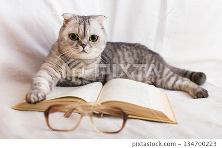 Cute cat plays with glasses and open books close up 134700223