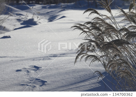 日本蒲葦與雪地－大面積文字空間 134700362