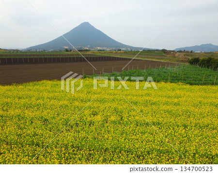 Kaimon and rapeseed fields on the Satsuma Peninsula 134700523