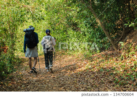 Hiking young couple walk with backpacks and trekking poles through lush green forest enjoying nature travel adventure, path covered with fallen leaves, bright sun filtering through abundant trees Hiking young couple walk with backpacks and trekking poles through lush green forest enjoying nature travel adventure, path covered with fallen leaves, bright sun filtering through abundant trees 134700604