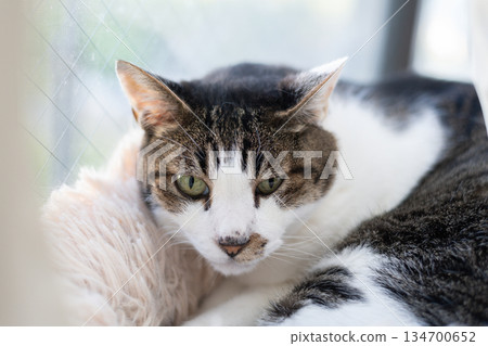 可愛的貓咪在窗邊休息—虎斑貓 134700652