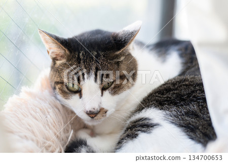 可愛的貓咪在窗邊休息—虎斑貓 134700653