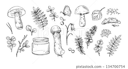 Taiga Forest Botanical elements. Hand drawn mushrooms, berries, leaves, branches, moss, butterfly, jar. Good for botanical prints, packaging, tattoo art, labels, books, logos, and nature designs Taiga Forest Botanical elements. Hand drawn mushrooms, berries, leaves, branches, moss, butterfly, jar. Good for botanical prints, packaging, tattoo art, labels, books, logos, and nature designs 134700754