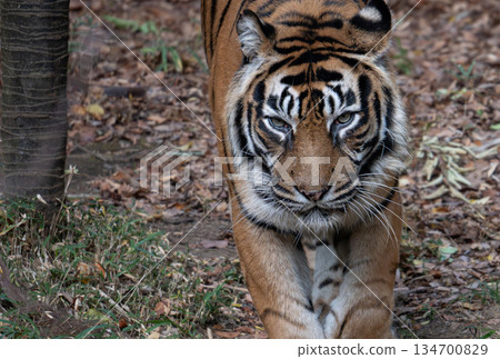 Walking tiger Sumatran tiger 134700829