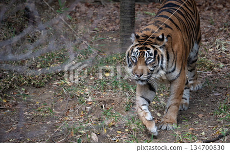 行走的老虎 蘇門答臘虎 134700830