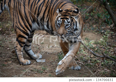 Walking tiger Sumatran tiger 134700831
