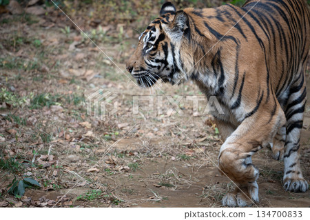Walking tiger Sumatran tiger 134700833