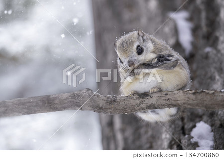 Ezomomonga 依偎在樹枝上 Ezomomonga 依偎在樹枝上 134700860