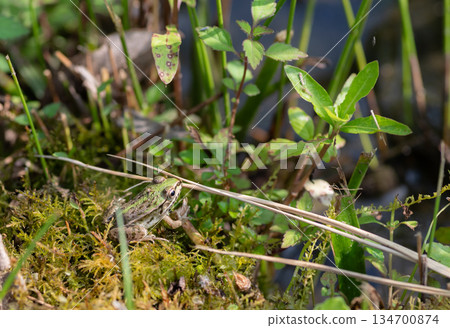 frog by the water frog by the water 134700874