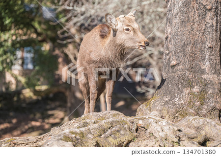 奈良公園的梅花鹿（雄性） 134701380