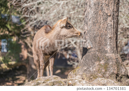 奈良公園的梅花鹿（雄性） 134701381