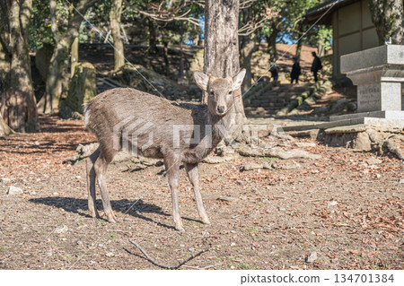 奈良公園的梅花鹿(雄性) 奈良公園的梅花鹿(雄性) 134701384