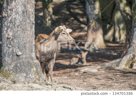 Sika deer (male) Nara Park 134701386