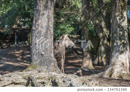 Sika deer (male) Nara Park 134701390