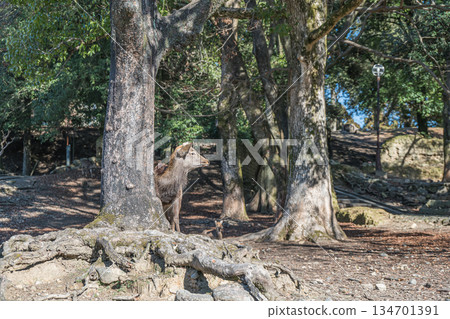 奈良公園的梅花鹿（雄性） 134701391