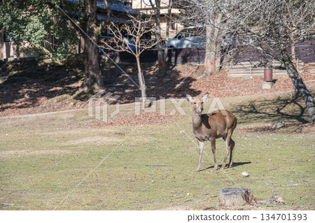 Sika deer (female) Nara Park 134701393