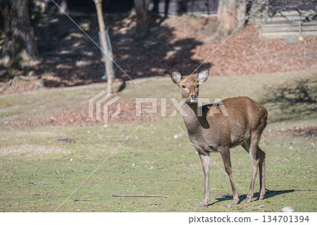 梅花鹿(雌性)奈良公園 梅花鹿(雌性)奈良公園 134701394
