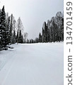 Snowy forest trail surrounded by birch and pine trees 134701459