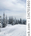 Snow covered pine forest on gentle mountain slope 134701460