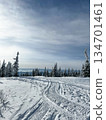 Snow tracks leading through pine forest under clear winter sky. 134701461