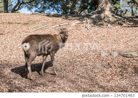 Sika deer (male) Nara Park Sika deer (male) Nara Park 134701463