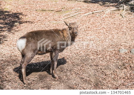奈良公園的梅花鹿（雄性） 134701465