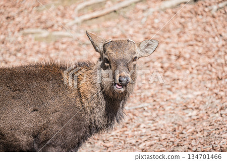 Sika deer (male) Nara Park Sika deer (male) Nara Park 134701466