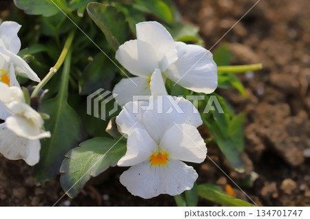 White pansy flowers blooming in a winter garden in December 134701747