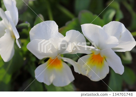十二月冬日花園盛開的白色三色堇。 134701748