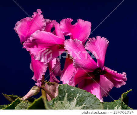 Blooming Pink Cyclamen Persicum Flowers Against A Dark Blue Background Blooming Pink Cyclamen Persicum Flowers Against A Dark Blue Background 134701754