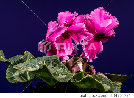 Blooming Pink Cyclamen Persicum Flowers Against A Dark Blue Background Blooming Pink Cyclamen Persicum Flowers Against A Dark Blue Background 134701755