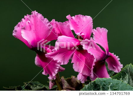 Vibrant Pink Cyclamen Persicum Flowers With Delicate Green Patterned Leaves Vibrant Pink Cyclamen Persicum Flowers With Delicate Green Patterned Leaves 134701769