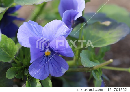 十二月冬日花園盛開的藍色三色堇 十二月冬日花園盛開的藍色三色堇 134701832