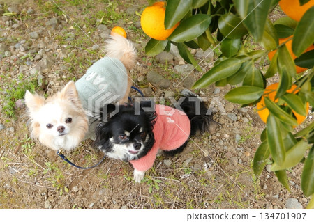 Chihuahuas lined up in a mandarin orange orchard in February 134701907