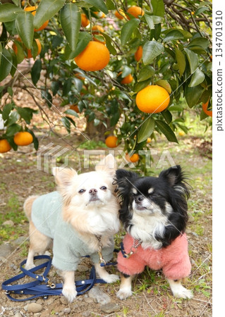 Two Chihuahuas sitting in a sunny tangerine orchard Two Chihuahuas sitting in a sunny tangerine orchard 134701910