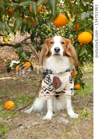 Kooikerhondje 坐在橘子樹下 134701963