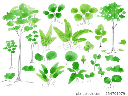 樹木和熱帶雨林植物的水彩插圖 - 手繪水彩畫 樹木和熱帶雨林植物的水彩插圖 - 手繪水彩畫 134701979