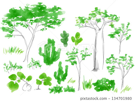 樹木和稀樹草原植物的水彩插圖 - 手繪插圖 樹木和稀樹草原植物的水彩插圖 - 手繪插圖 134701980