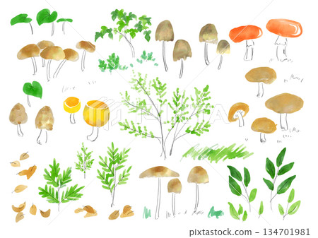 一套水彩插圖，描繪了各種蘑菇 134701981