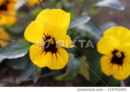 Yellow pansy flowers blooming in a winter garden in December Yellow pansy flowers blooming in a winter garden in December 134702001
