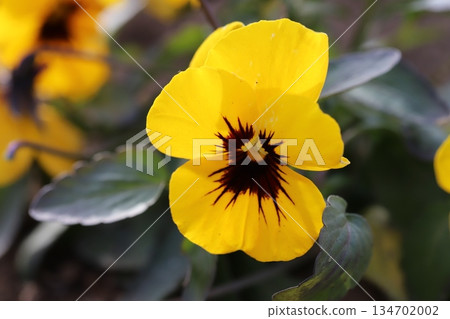 Yellow pansy flowers blooming in a winter garden in December 134702002