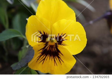 十二月冬日花園盛開的黃色三色堇。 134702003