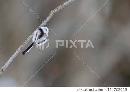 島永依a在樹枝上 島永依a在樹枝上 134702016