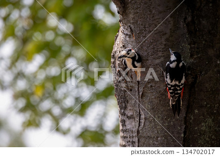 阿基格拉在築巢時 134702017
